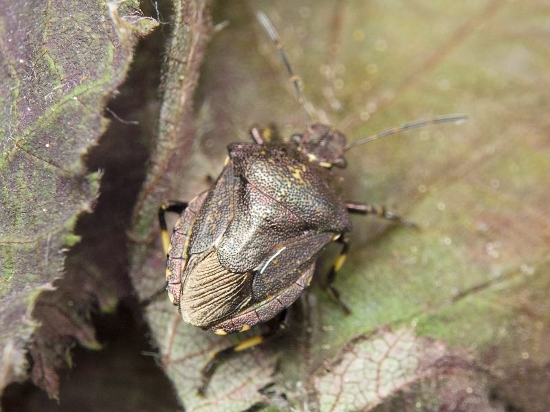 Rhacognathus punctatus (Linnaeus, 1758)